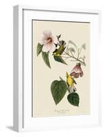 Blue-Winged Yellow Warbler-John James Audubon-Framed Giclee Print