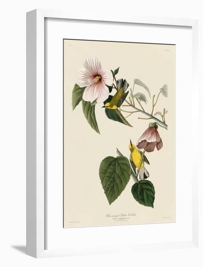 Blue-Winged Yellow Warbler-John James Audubon-Framed Giclee Print