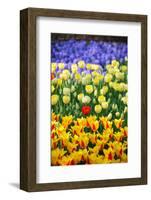 Blue, Yellow and Red Flowers-BlueOrange Studio-Framed Photographic Print