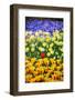 Blue, Yellow and Red Flowers-BlueOrange Studio-Framed Photographic Print