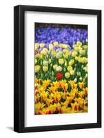 Blue, Yellow and Red Flowers-BlueOrange Studio-Framed Photographic Print