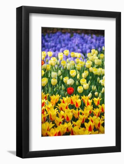 Blue, Yellow and Red Flowers-BlueOrange Studio-Framed Photographic Print