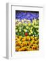 Blue, Yellow and Red Flowers-BlueOrange Studio-Framed Photographic Print