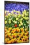 Blue, Yellow and Red Flowers-BlueOrange Studio-Mounted Photographic Print