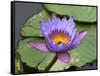 Blue Yellow Water Lily Flowers and Pads, Close-Up, Macro-William Perry-Framed Stretched Canvas