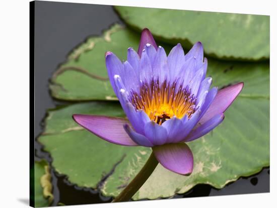Blue Yellow Water Lily Flowers and Pads, Close-Up, Macro-William Perry-Stretched Canvas