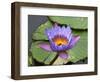 Blue Yellow Water Lily Flowers and Pads, Close-Up, Macro-William Perry-Framed Photographic Print