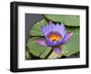 Blue Yellow Water Lily Flowers and Pads, Close-Up, Macro-William Perry-Framed Photographic Print