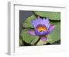 Blue Yellow Water Lily Flowers and Pads, Close-Up, Macro-William Perry-Framed Photographic Print