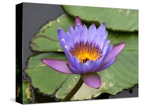 Blue Yellow Water Lily Flowers and Pads, Close-Up, Macro-William Perry-Stretched Canvas