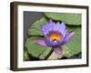 Blue Yellow Water Lily Flowers and Pads, Close-Up, Macro-William Perry-Framed Photographic Print