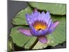 Blue Yellow Water Lily Flowers and Pads, Close-Up, Macro-William Perry-Mounted Photographic Print