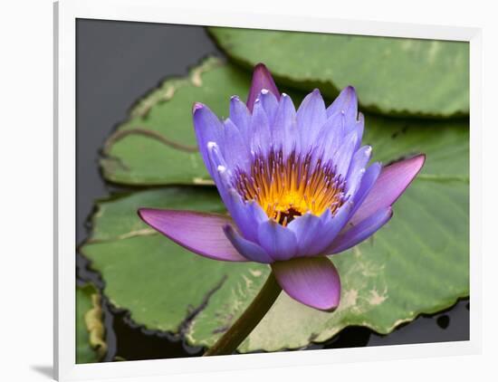 Blue Yellow Water Lily Flowers and Pads, Close-Up, Macro-William Perry-Framed Photographic Print