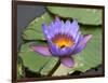 Blue Yellow Water Lily Flowers and Pads, Close-Up, Macro-William Perry-Framed Photographic Print