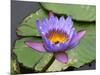 Blue Yellow Water Lily Flowers and Pads, Close-Up, Macro-William Perry-Mounted Photographic Print