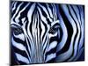 Blue Zebra-Cherie Roe Dirksen-Mounted Giclee Print