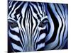 Blue Zebra-Cherie Roe Dirksen-Mounted Giclee Print