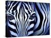 Blue Zebra-Cherie Roe Dirksen-Stretched Canvas