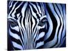 Blue Zebra-Cherie Roe Dirksen-Stretched Canvas