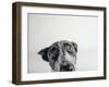 Blue Zuck-Susan Sabo-Framed Photographic Print