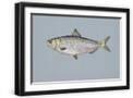 Black Frame