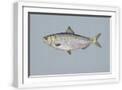 White Frame