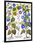 Bluebell And Morning Glory-Besler Basilius-Framed Giclee Print