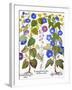 Bluebell And Morning Glory-Besler Basilius-Framed Giclee Print