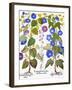 Bluebell And Morning Glory-Besler Basilius-Framed Giclee Print