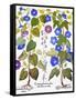 Bluebell And Morning Glory-Besler Basilius-Framed Stretched Canvas