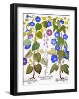 Bluebell And Morning Glory-Besler Basilius-Framed Giclee Print