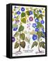 Bluebell And Morning Glory-Besler Basilius-Framed Stretched Canvas