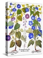 Bluebell And Morning Glory-Besler Basilius-Stretched Canvas