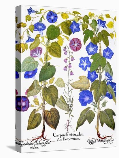 Bluebell And Morning Glory-Besler Basilius-Stretched Canvas