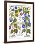 Bluebell And Morning Glory-Besler Basilius-Framed Giclee Print