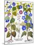 Bluebell And Morning Glory-Besler Basilius-Mounted Giclee Print