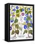 Bluebell And Morning Glory-Besler Basilius-Framed Stretched Canvas