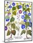 Bluebell And Morning Glory-Besler Basilius-Mounted Giclee Print