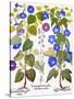 Bluebell And Morning Glory-Besler Basilius-Stretched Canvas