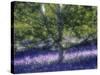 Bluebell and Silver Birch-Jon Arnold-Stretched Canvas