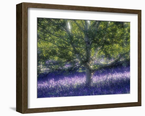 Bluebell and Silver Birch-Jon Arnold-Framed Photographic Print