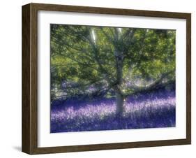 Bluebell and Silver Birch-Jon Arnold-Framed Photographic Print