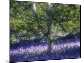 Bluebell and Silver Birch-Jon Arnold-Mounted Photographic Print
