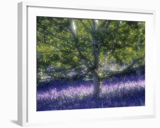 Bluebell and Silver Birch-Jon Arnold-Framed Photographic Print