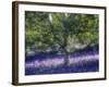 Bluebell and Silver Birch-Jon Arnold-Framed Photographic Print