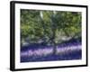 Bluebell and Silver Birch-Jon Arnold-Framed Photographic Print