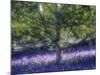 Bluebell and Silver Birch-Jon Arnold-Mounted Photographic Print