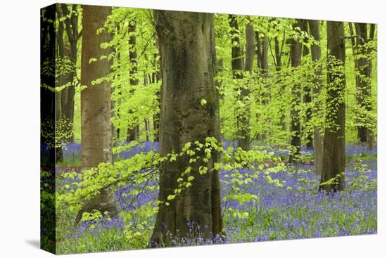 Bluebell Carpet in a Beech Woodland, West Woods, Lockeridge, Wiltshire, England. Spring-Adam Burton-Stretched Canvas