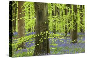 Bluebell Carpet in a Beech Woodland, West Woods, Lockeridge, Wiltshire, England. Spring-Adam Burton-Stretched Canvas
