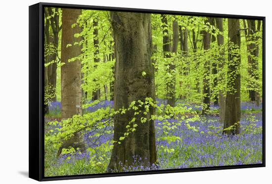 Bluebell Carpet in a Beech Woodland, West Woods, Lockeridge, Wiltshire, England. Spring-Adam Burton-Framed Stretched Canvas